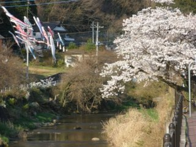 滝川と桜