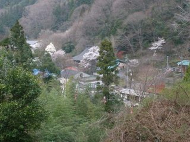 春の滝本地区