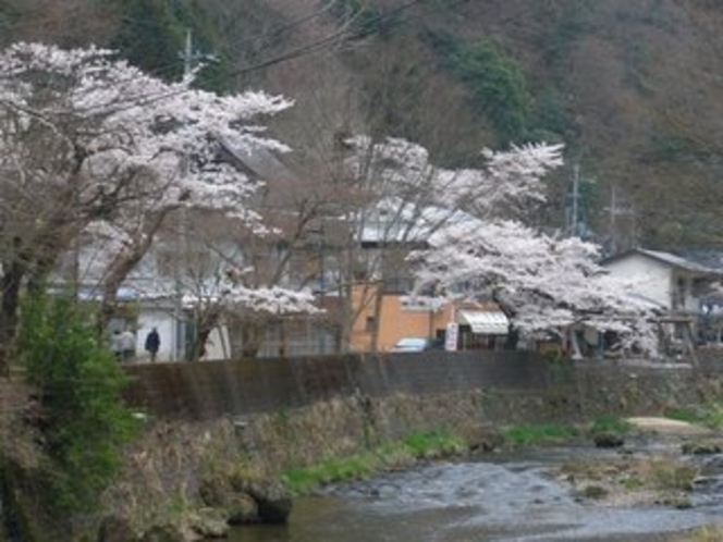 滝川沿いの桜並木
