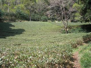 滝美館裏の茶畑