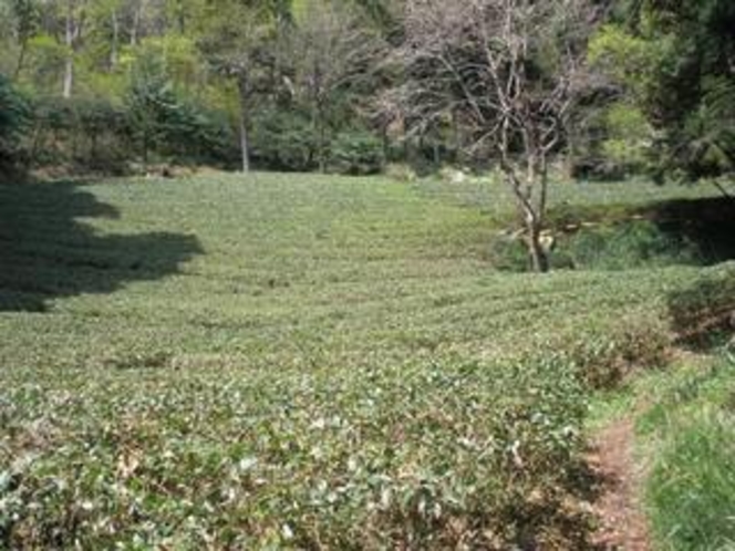 滝美館裏の茶畑