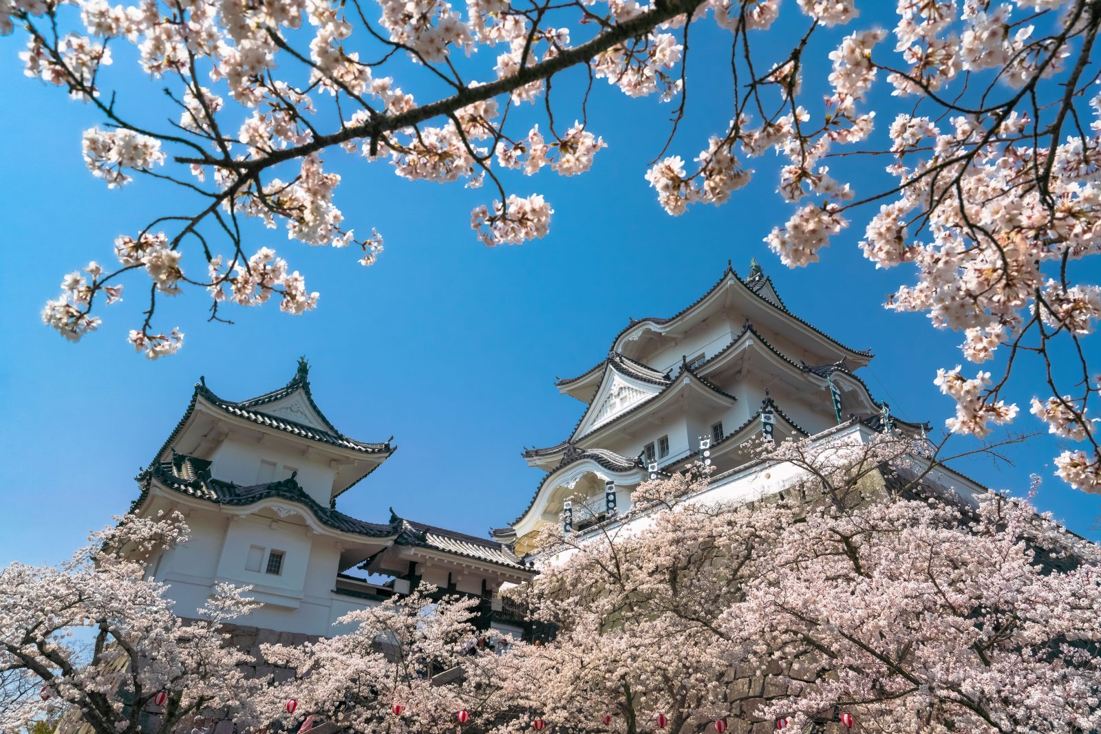 桜の伊賀上野城　車で約30分