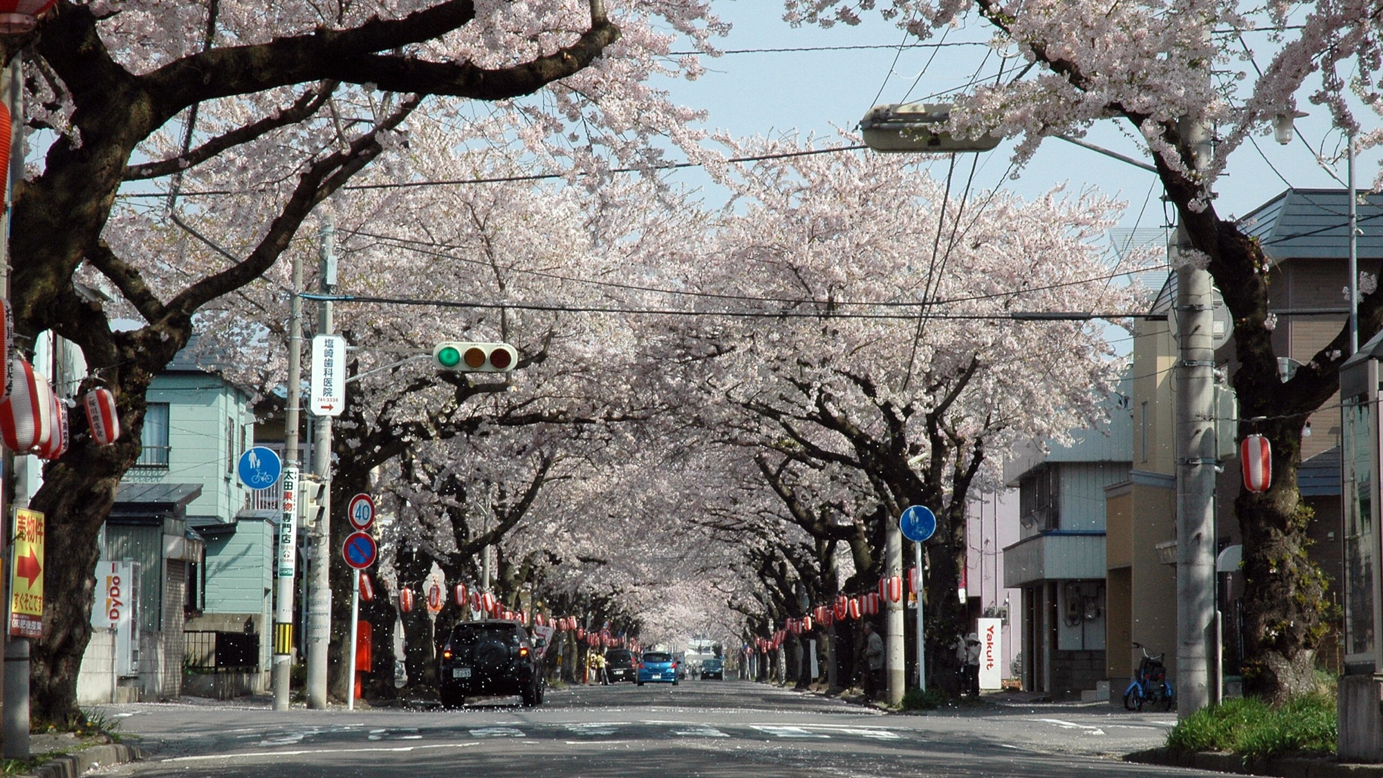 【春のイベント】桜川の桜並木