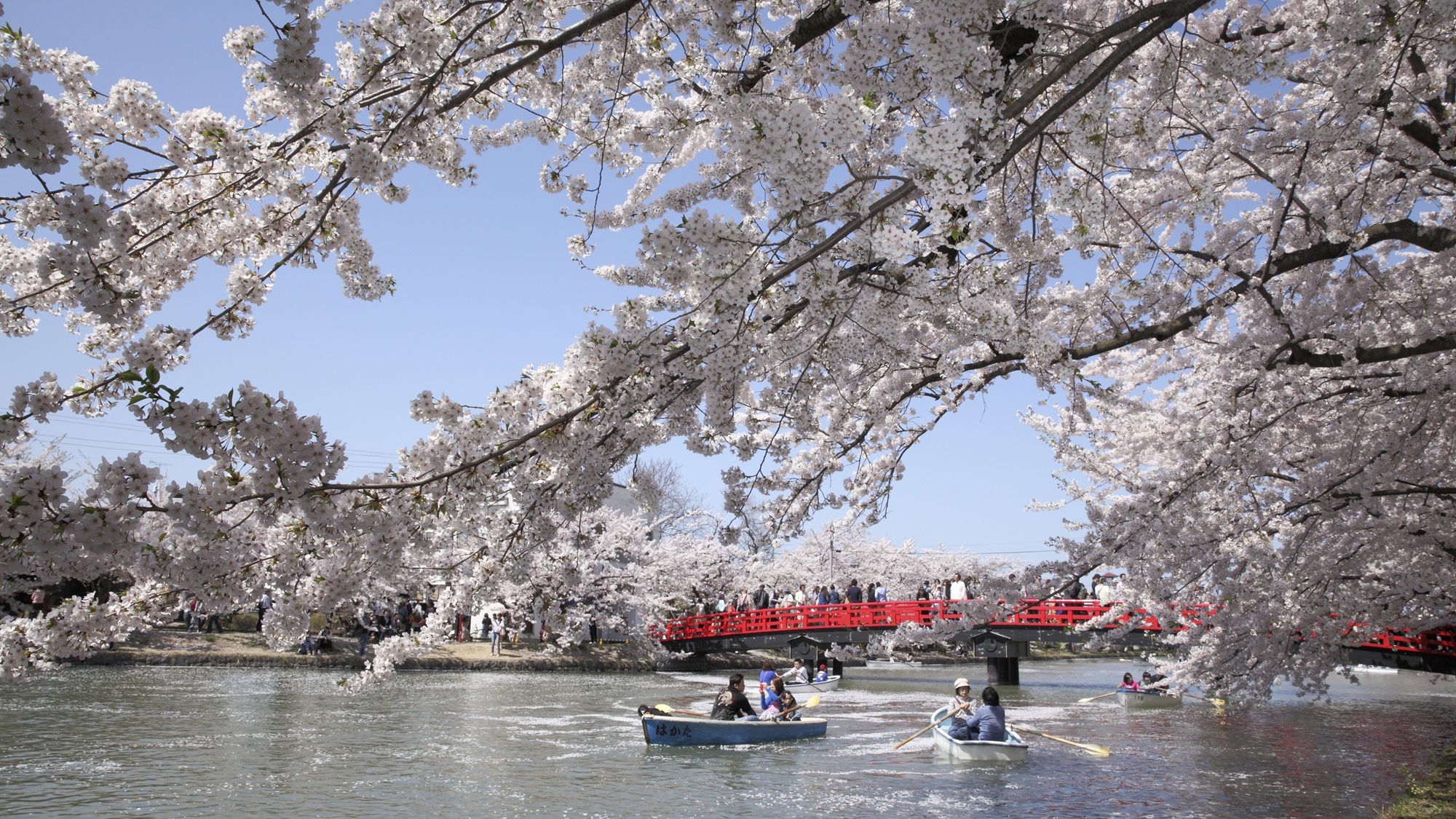 【春のイベント】〈桜〉弘前さくらまつり