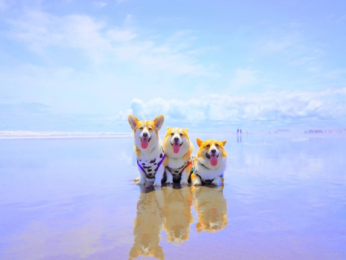 【ペット同伴可】愛犬と過ごすリゾートライフ♪ペットユーザーに嬉しいコテージ泊【朝膳+夕会席付き】