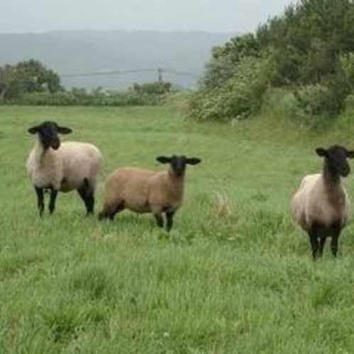 羊サフォーク種