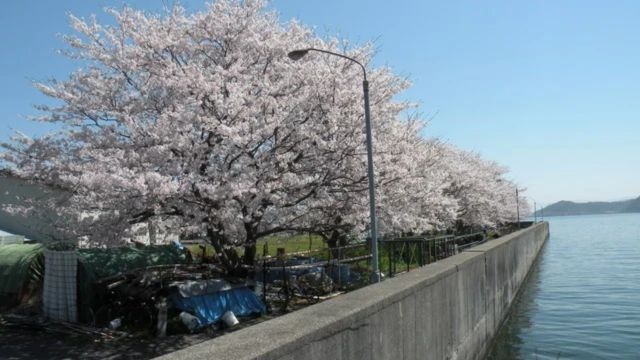 日帰り体験＆昼食＆温泉　お花見クルージングと沖島さんぽ（お花見弁当付）【10：00休暇村出発便】
