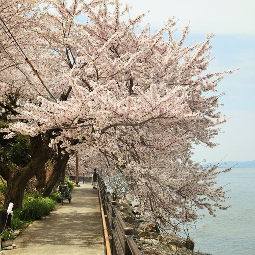 春は湖の沿いの桜が満開に