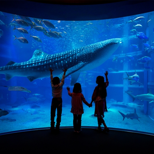 【プラン】海遊館