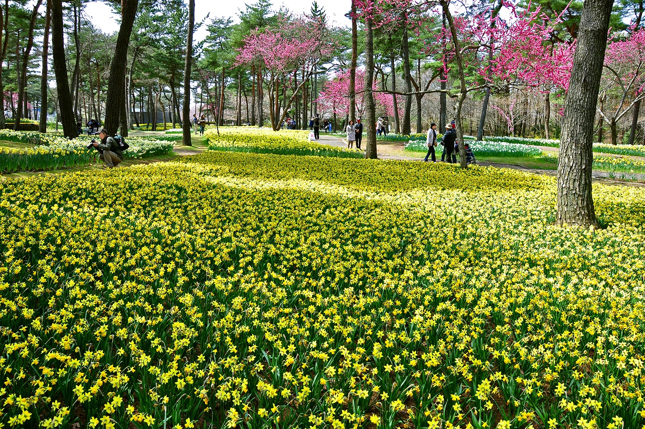 国営ひたち海浜公園≪スイセン・ハナモモ≫