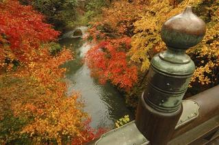 秋のこおろぎ橋より渓谷を望む