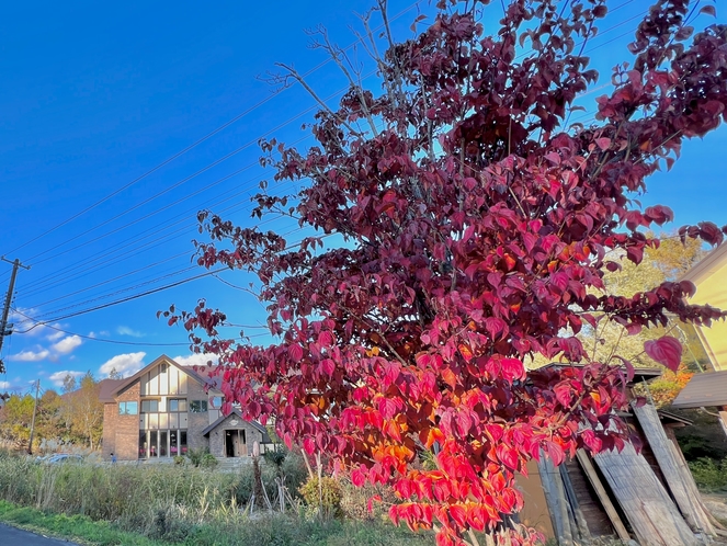 当館前の紅葉も美しく