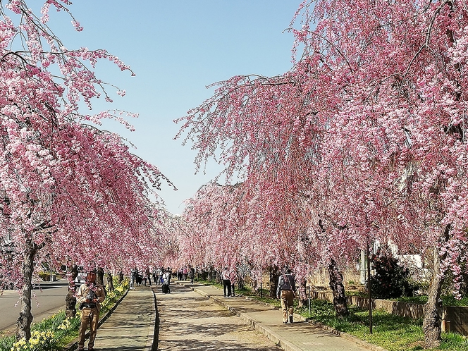 喜多方の日中線の枝垂れ桜