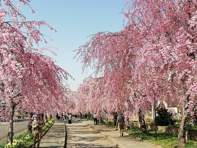 喜多方日中線の枝垂れ桜