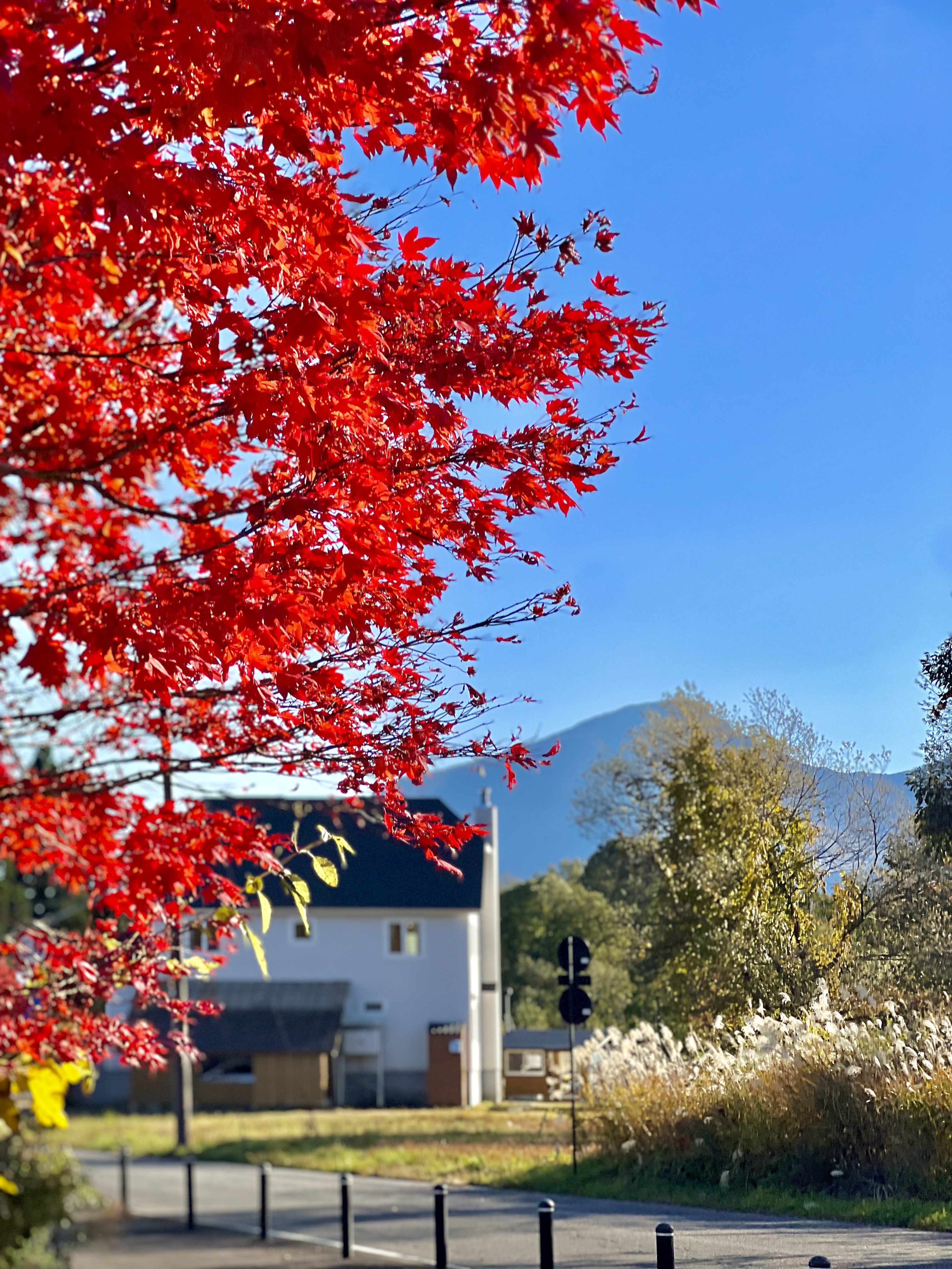 当館近くの紅葉