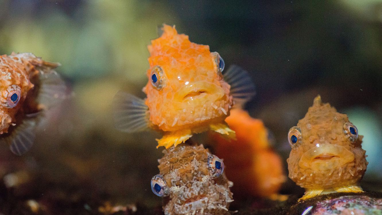 潮目の三角トンネルが見どころ☆水族館♪♪アクアマリンふくしま入館券付プラン☆★