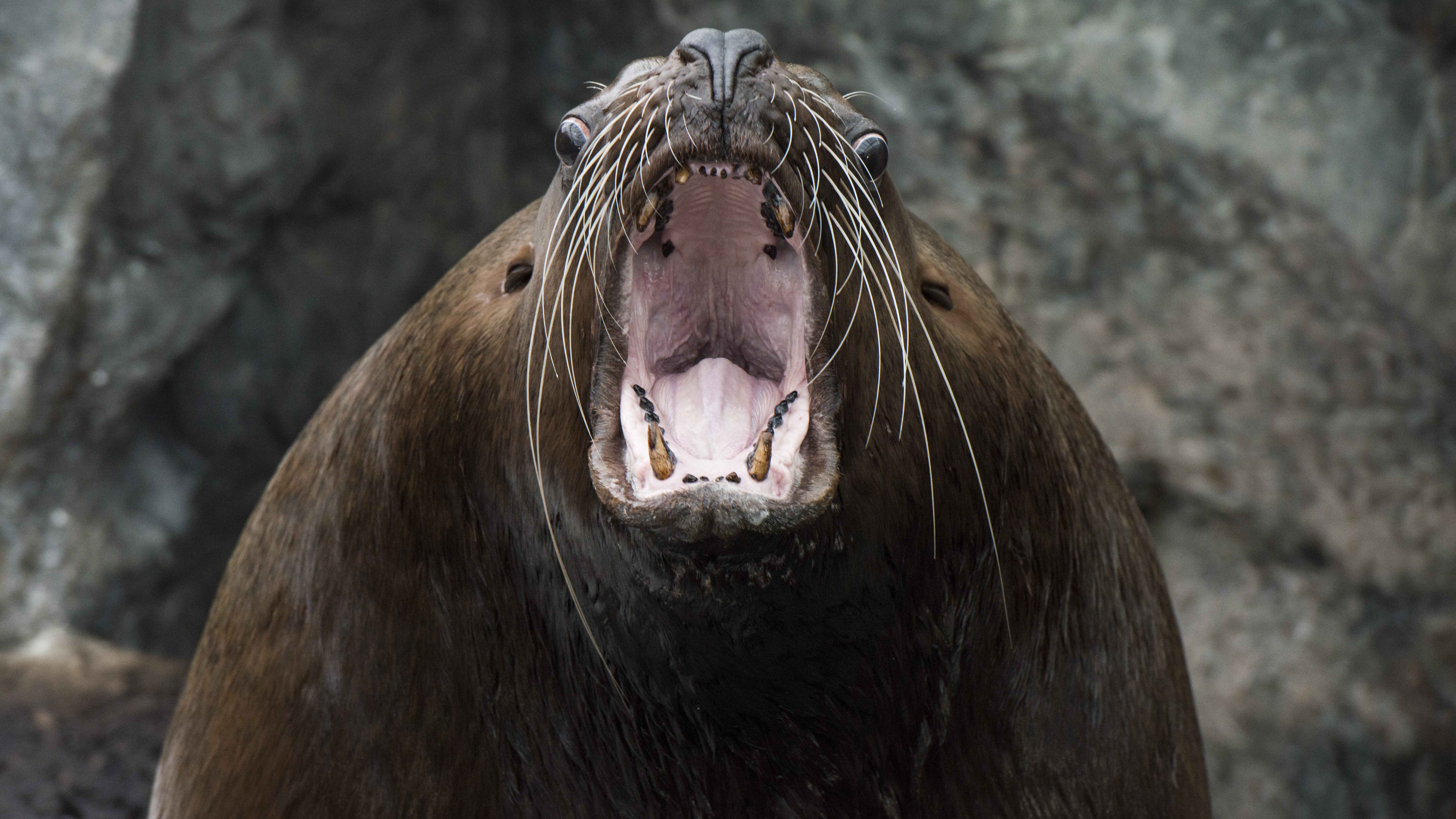 アクアマリンふくしま入場券付プラン