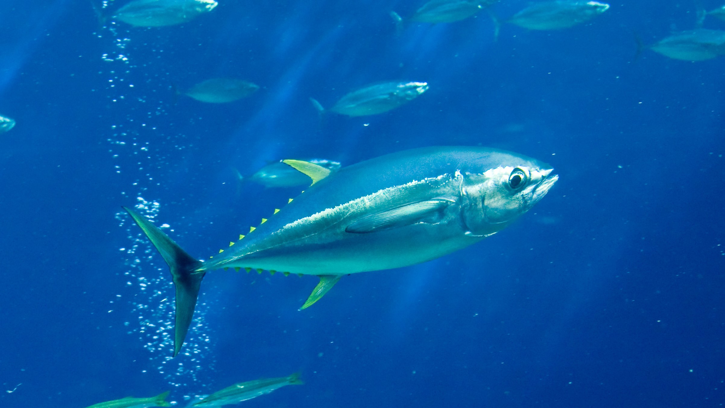 アクアマリンふくしま　潮目の海