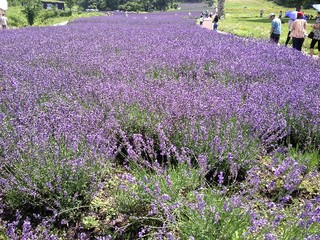 ラベンダーパーク2