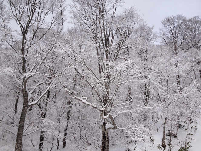 雪景色