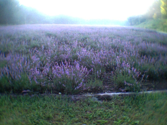 たんばらのラベンダー