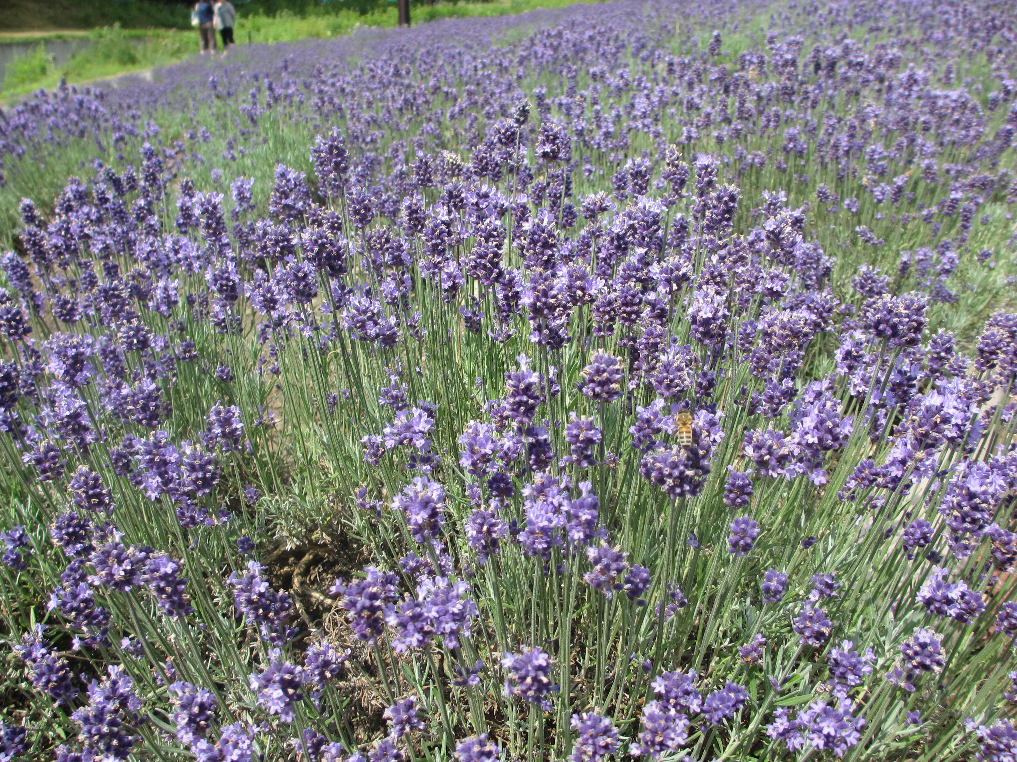 たんばらラベンダーパークはすぐそこです。