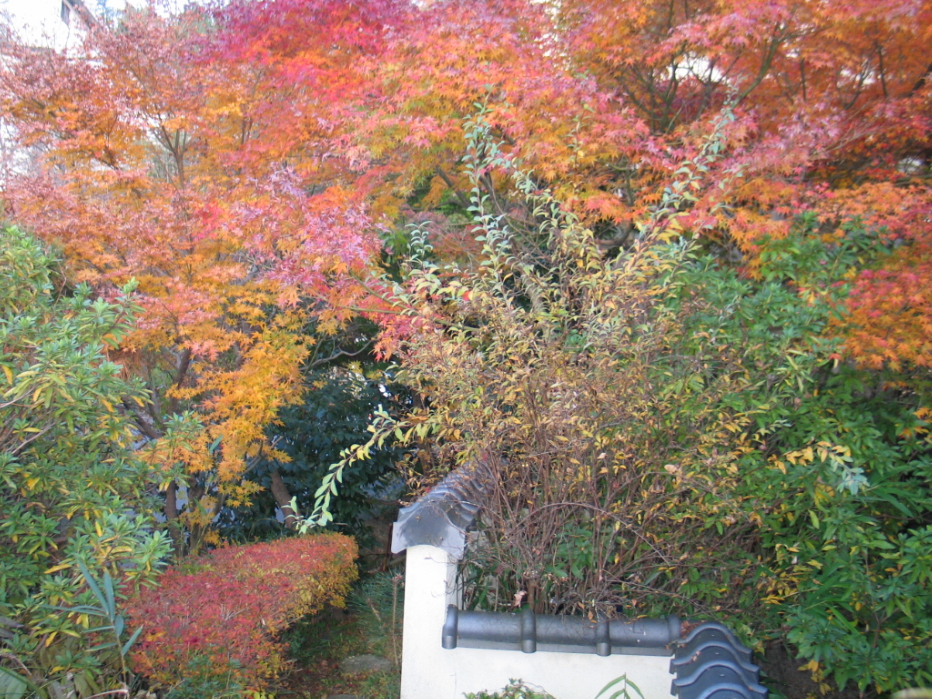 紅葉シーズンの施設周辺景観