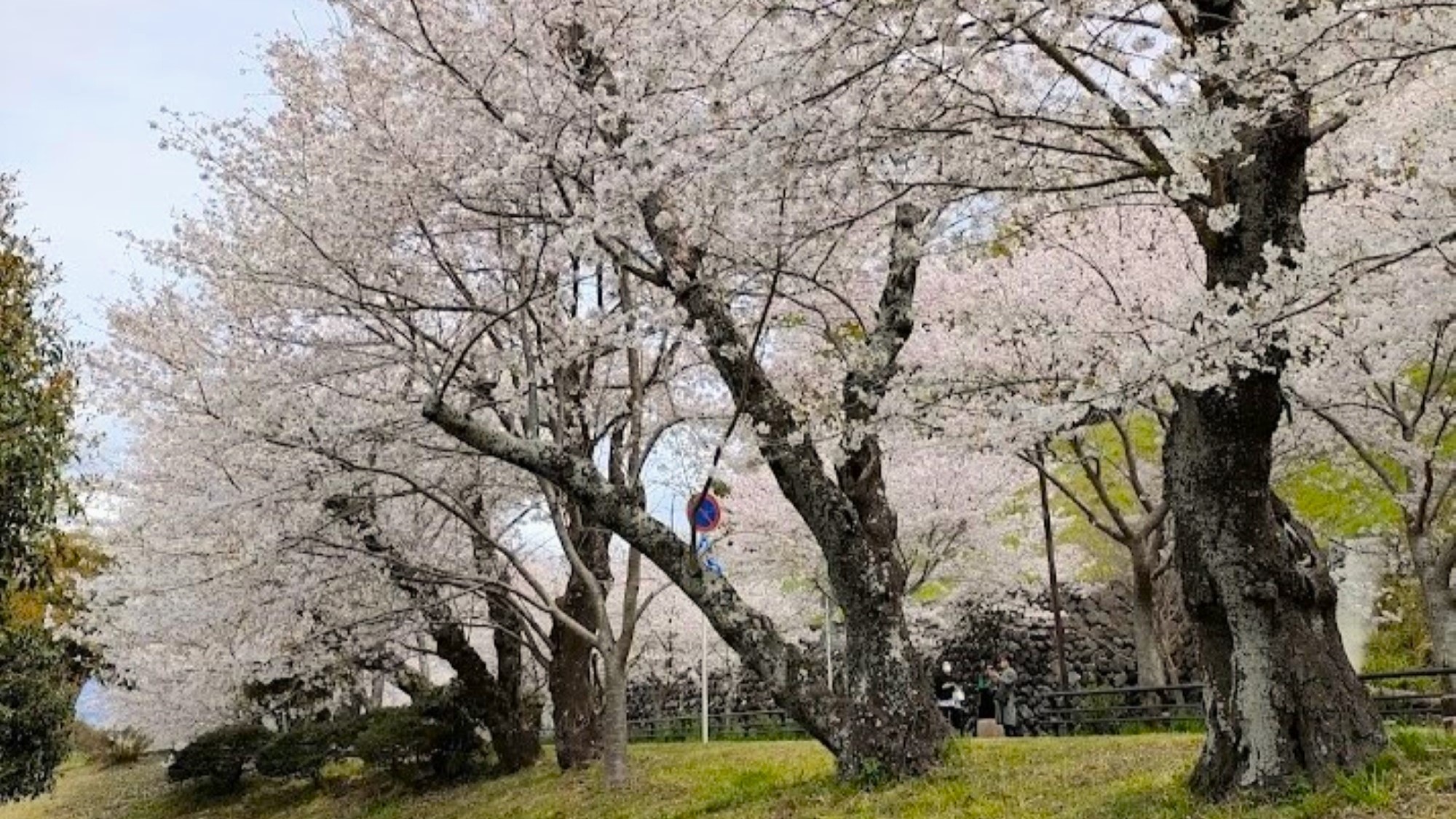 狩野川さくら公園