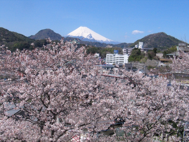 当館の春の自慢は桜越しの富士絶景