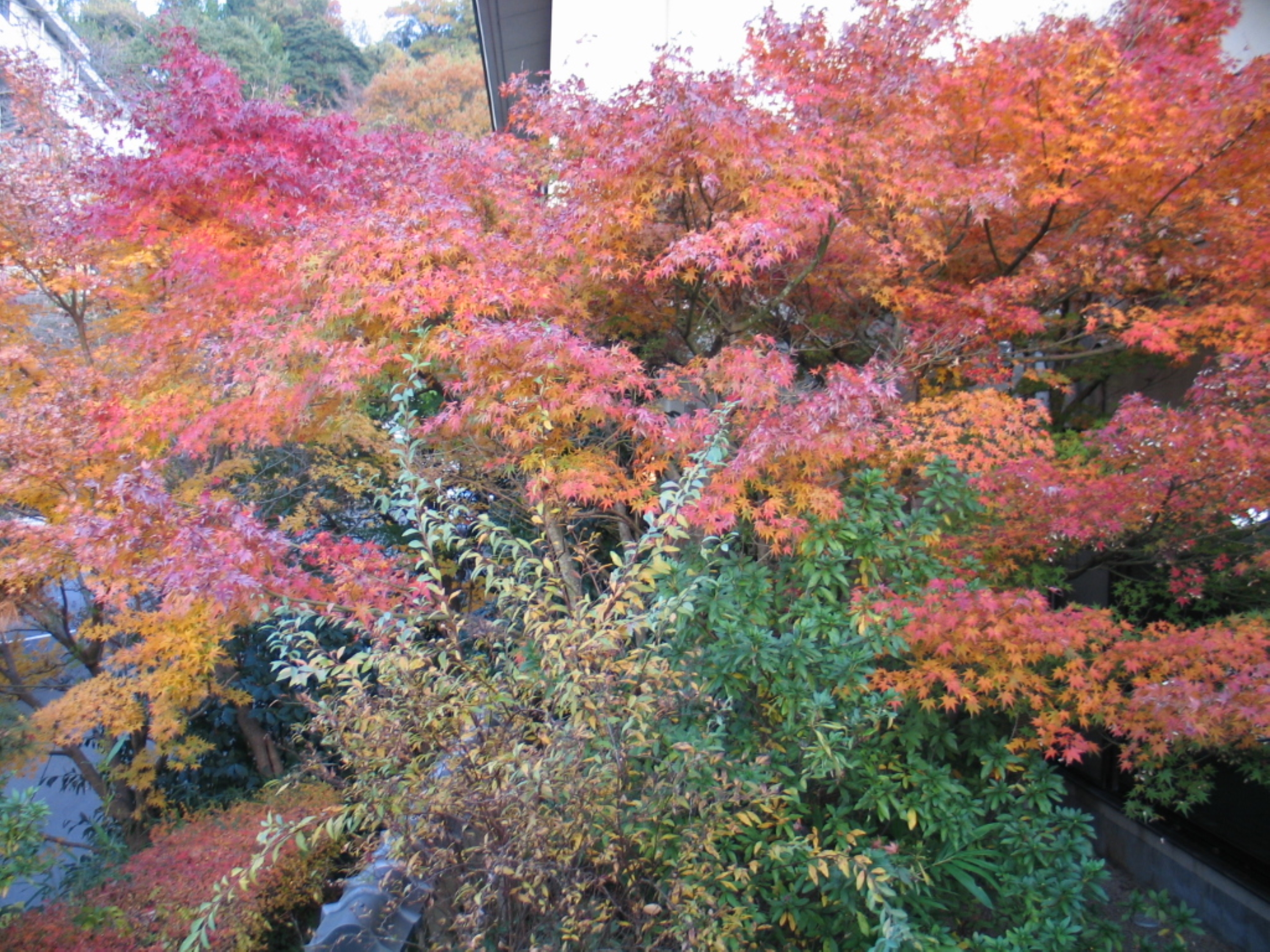 紅葉シーズンの施設周辺景観