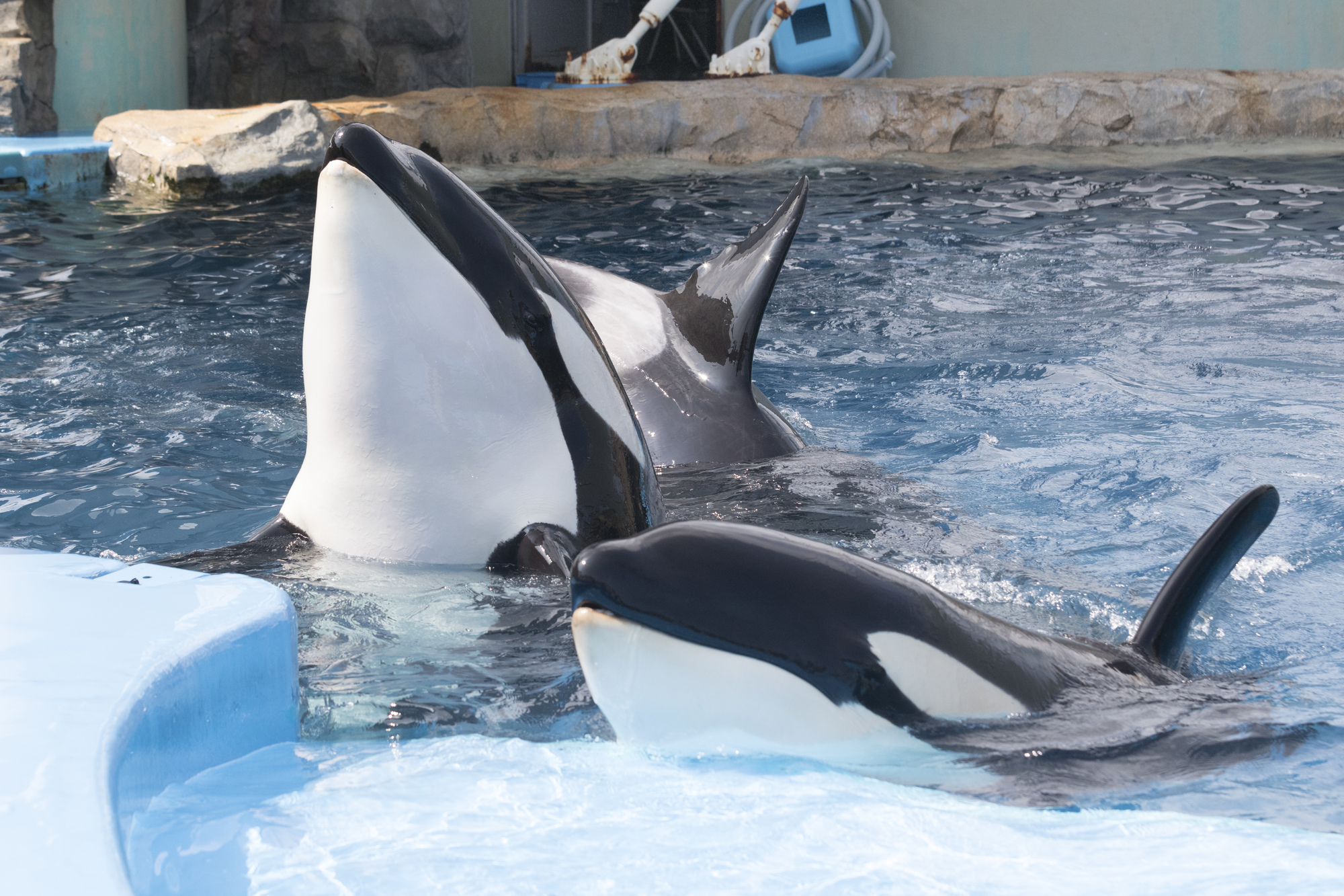 名古屋港水族館　シャチ