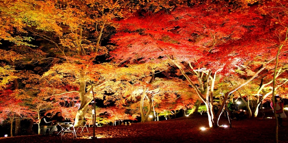 【紅葉】月の石もみじ公園ライトアップ観賞プラン〜幻想的な紅葉の景色を堪能♪〜(送迎付)