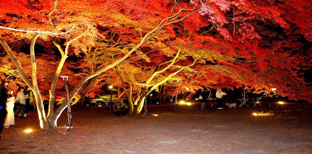 【紅葉】月の石もみじ公園ライトアップ観賞プラン〜幻想的な紅葉の景色を堪能♪〜(送迎付)