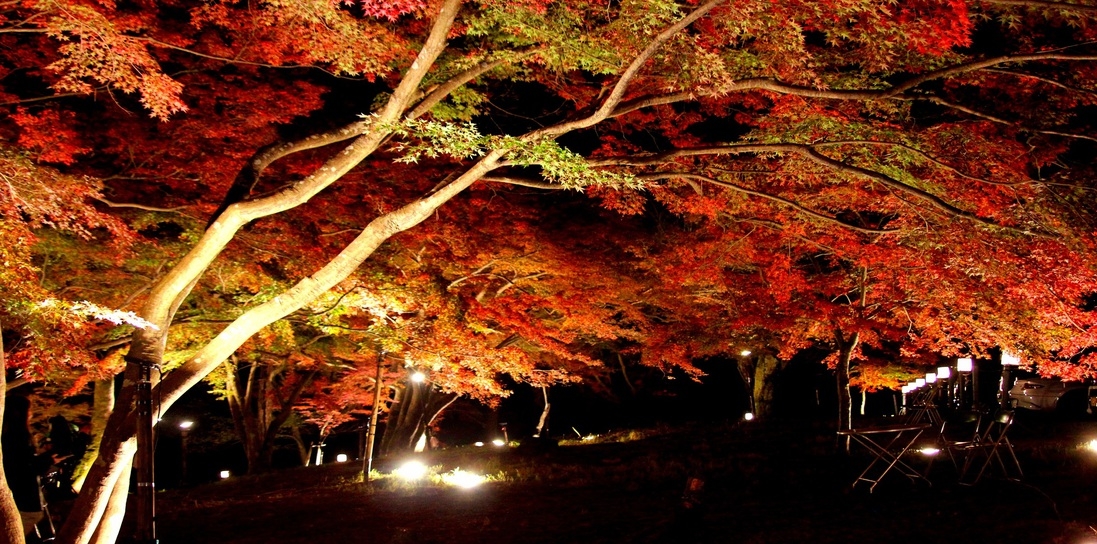 【紅葉】月の石もみじ公園ライトアップ観賞プラン〜幻想的な紅葉の景色を堪能♪〜(送迎付)