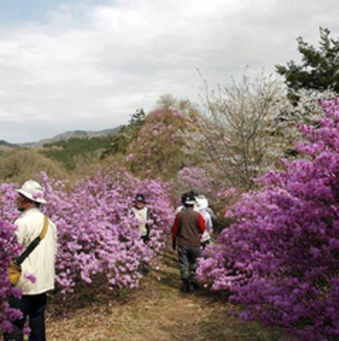 瑞巌寺の【岩つつじ】