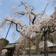 清雲寺（昼間）