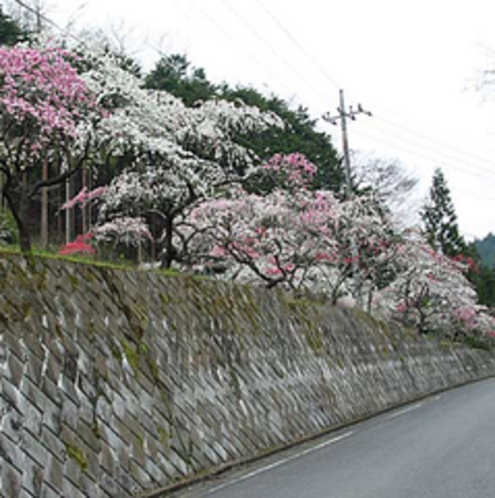 【花桃】小鹿野町の岩殿沢の