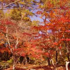 月の石もみじ公園の紅葉（11月中旬〜下旬・車で約15分）