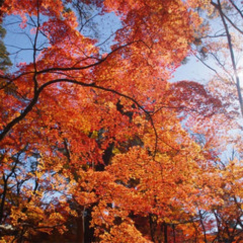 月の石もみじ公園の紅葉（11月中旬〜下旬・車で約15分）