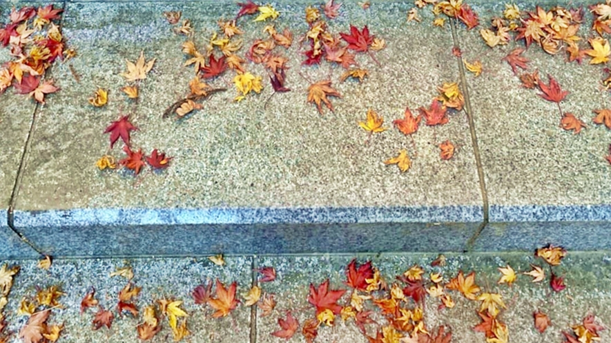 ＊御岳山観光／階段に落ちている紅葉も綺麗です。