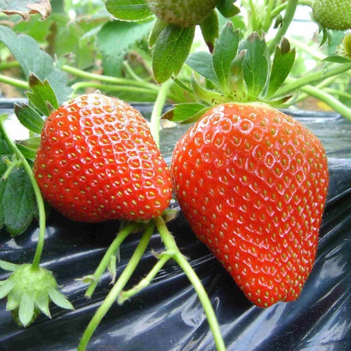 【いちご摘み体験☆朝食バイキング付】赤ずきんちゃんのおもしろ農園（利用料別・予約手配のみ）駐車場無料