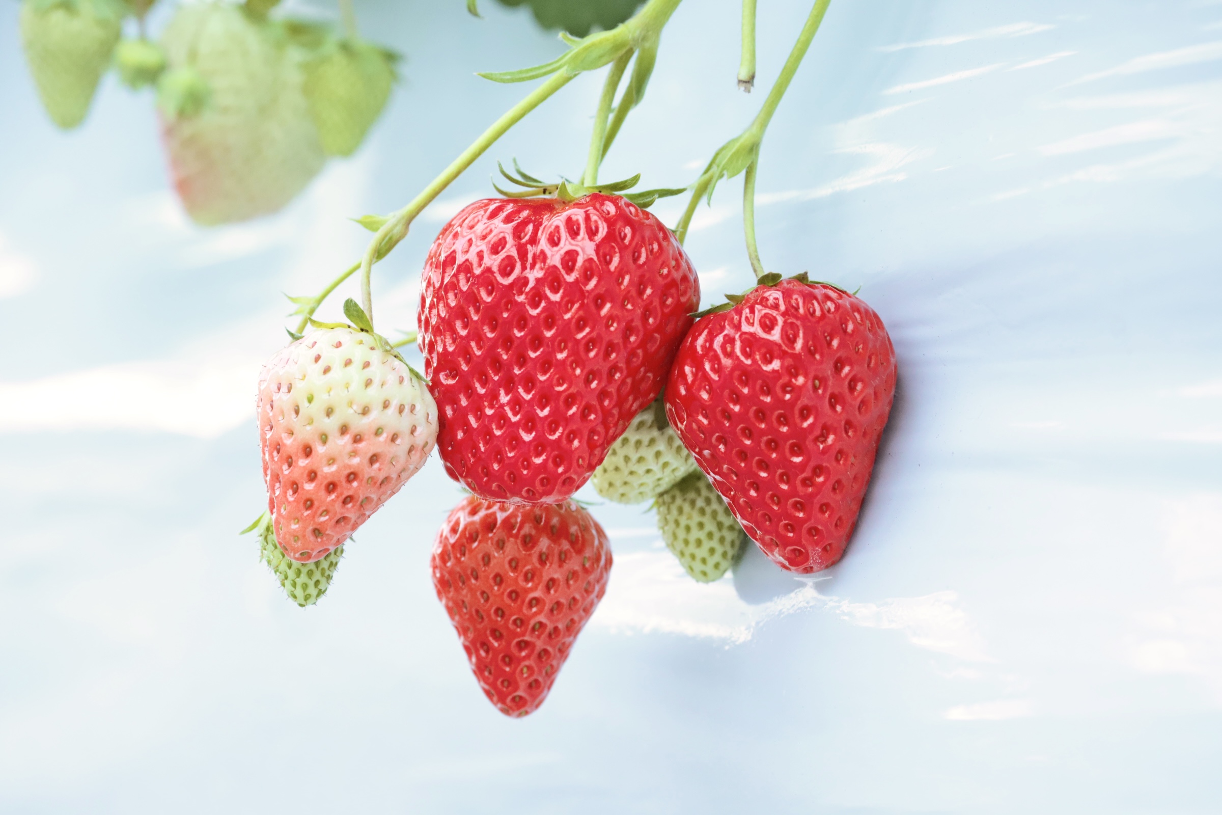 赤ずきんちゃんのおもしろ農園☆いちご摘み体験