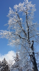 雪の花