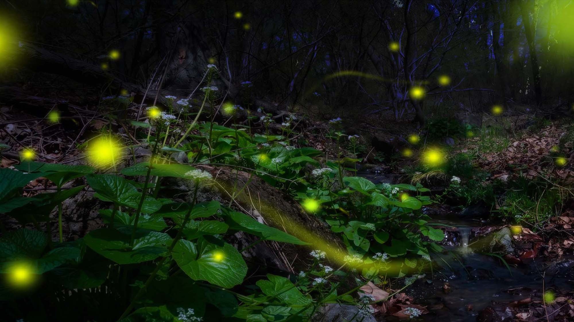 【６月週末限定】ホタル放虫体験で思い出づくり♪幻想の光に出会う初夏の感動体験旅