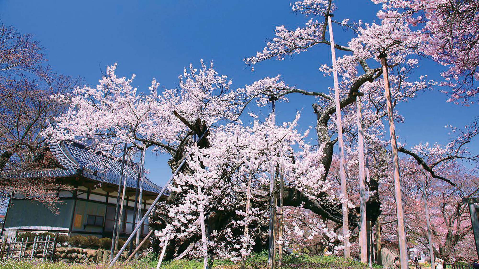 【周辺観光】＜山高神代桜＞日本最古といわれる樹齢約2,000年の桜です。ホテルからお車で約40分