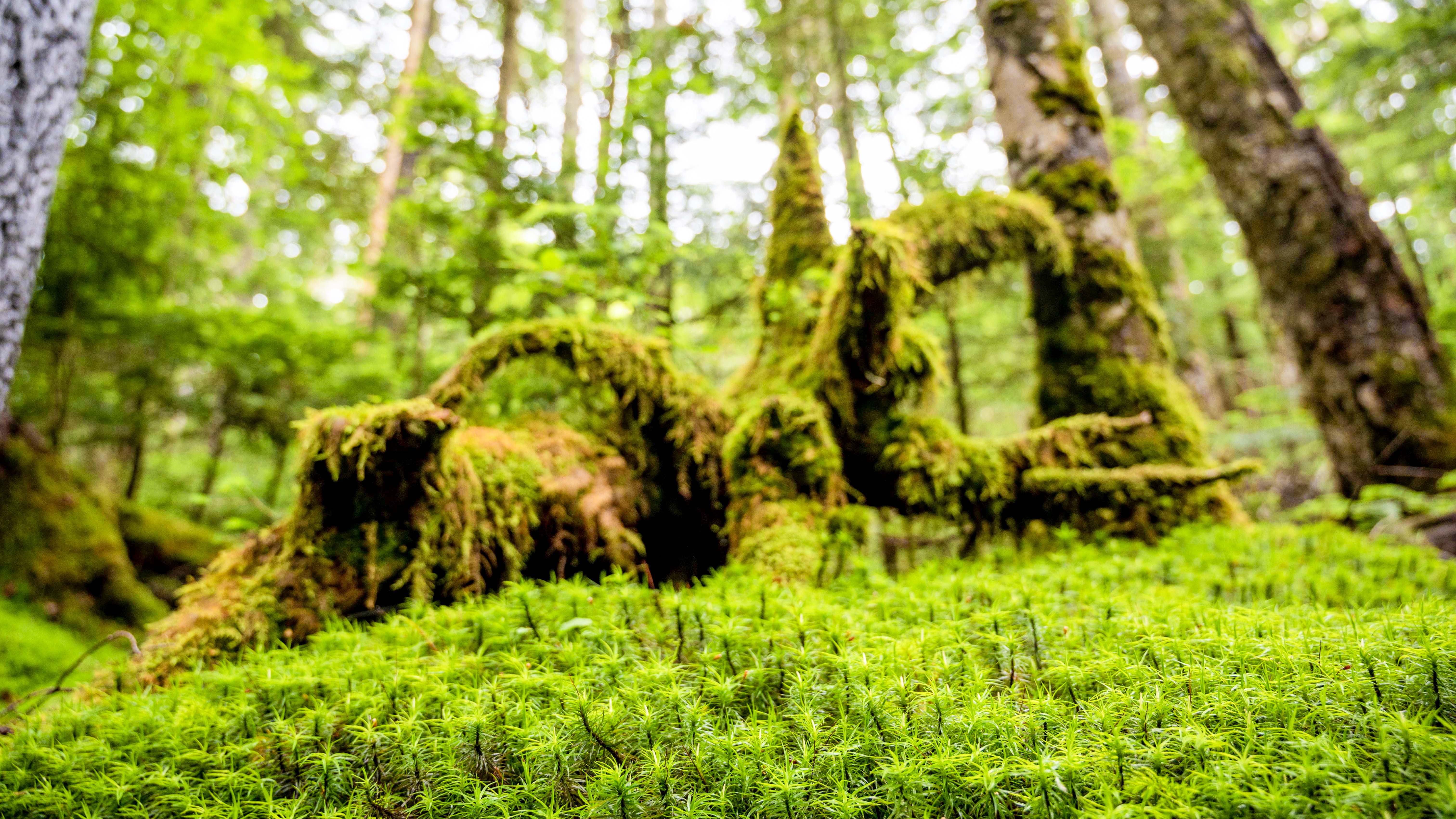 【周辺観光】神秘の苔の森　八ヶ岳周辺には苔スポットがたくさんあります