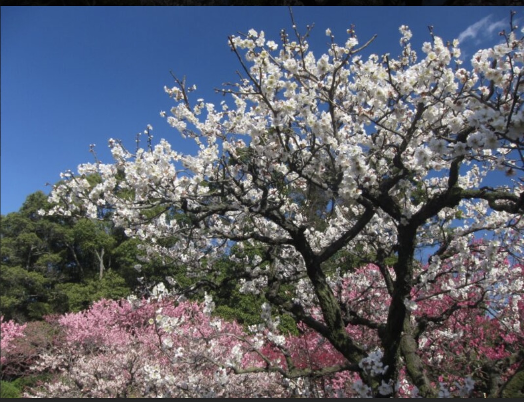 特別名勝栗林公園の桜