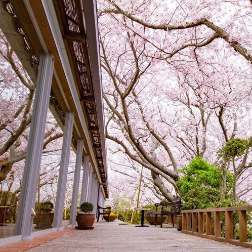 シエスタ横と桜