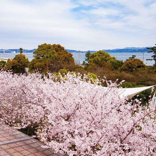 本館からの桜の景観