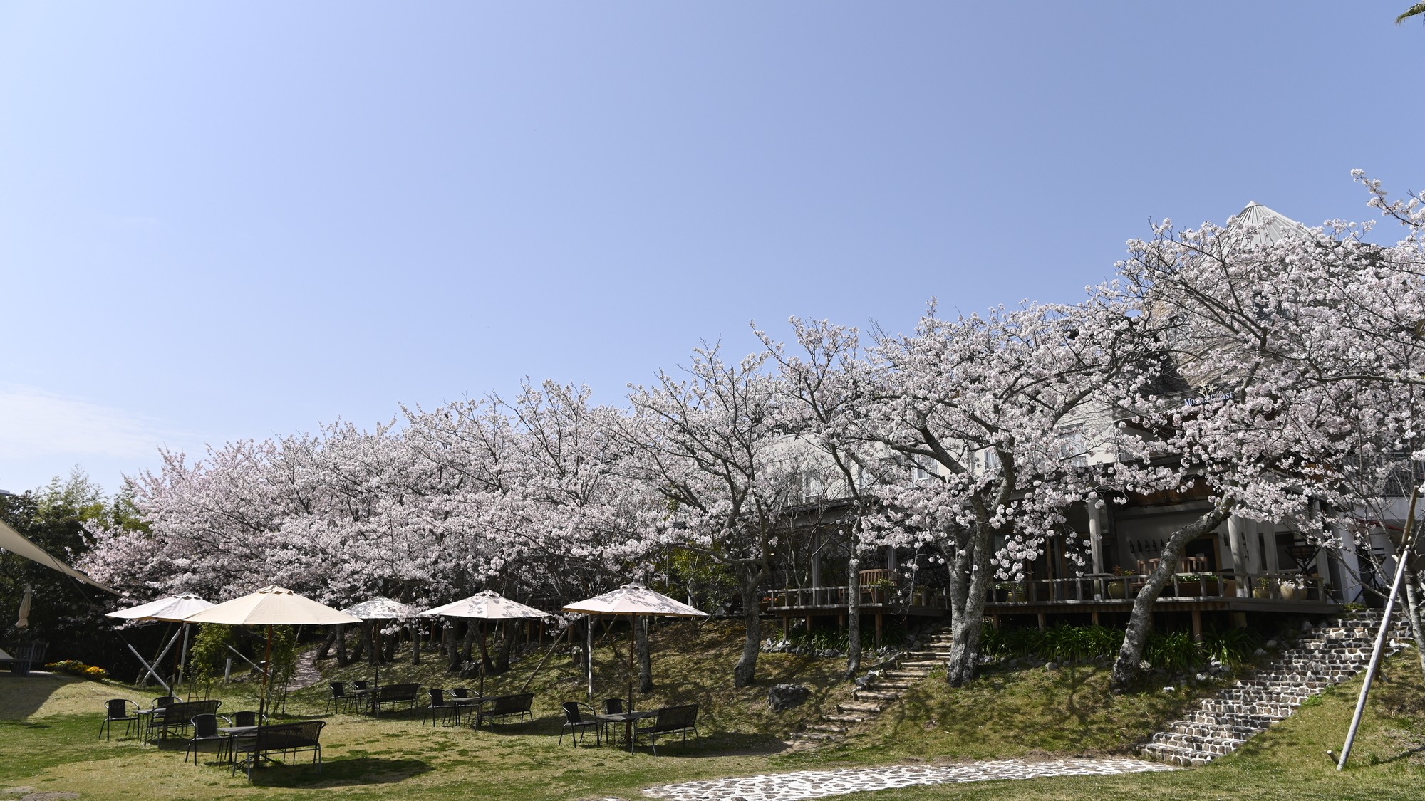 ガーデン（桜）
